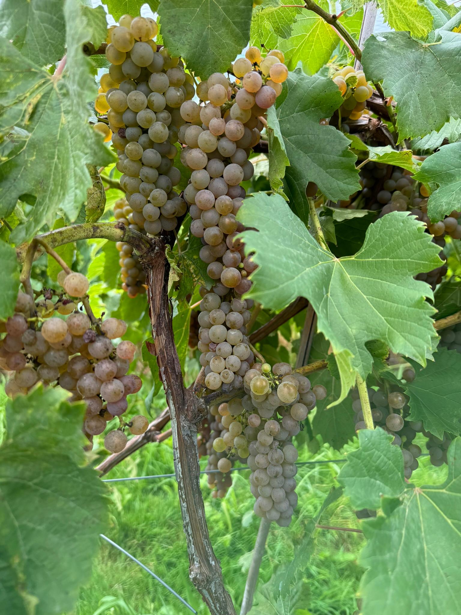 Grapes hanging from a vine.